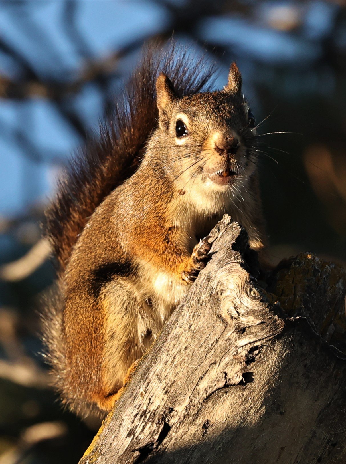 The Great Squirrel Safari of 2022 — Coke Smith Wildlife